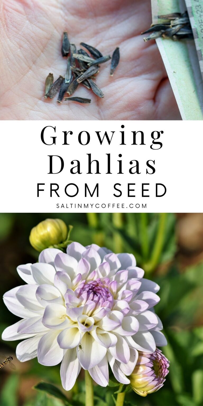 Starting Dahlias From Seed Salt in my Coffee