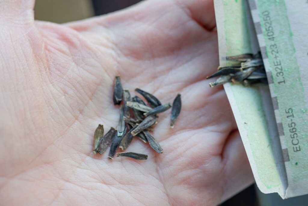 handful of dahlia seeds