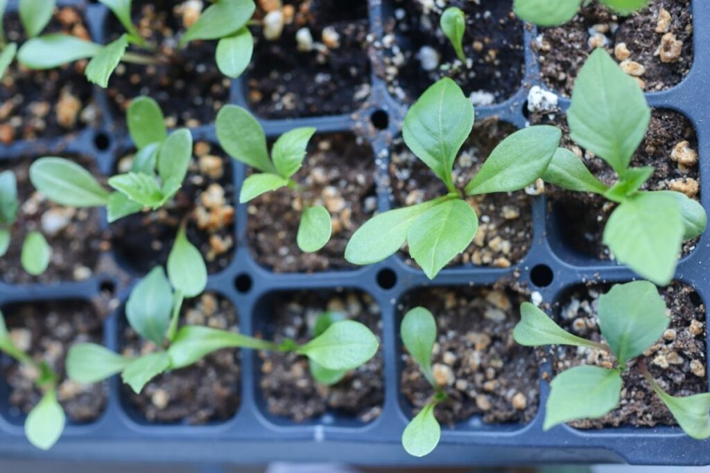 tray full of dahlia seedlings