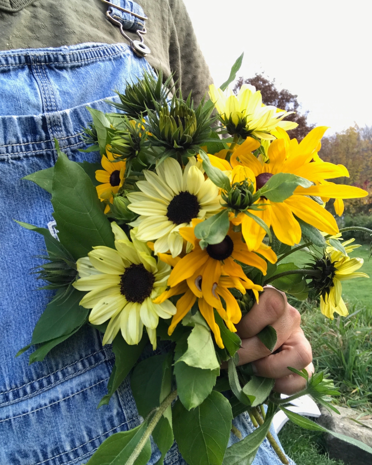 Big handful of sunflowers being held in front of blue denim overalls