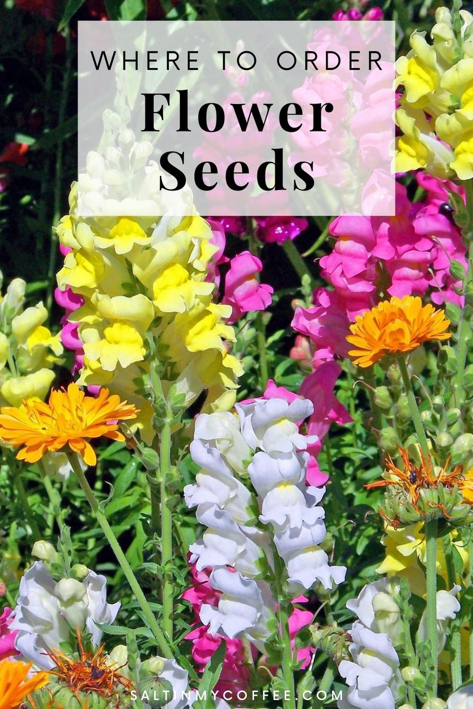 The best places to buy flower seeds online - Salt in my Coffee