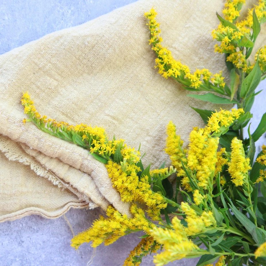 Dyeing With Goldenrod - Salt in my Coffee