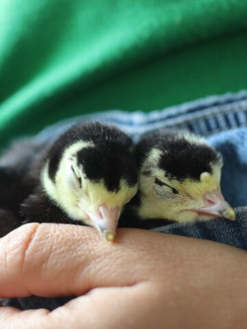 two newly hatched turkey poults
