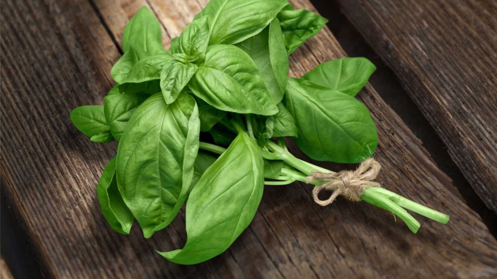 Basil