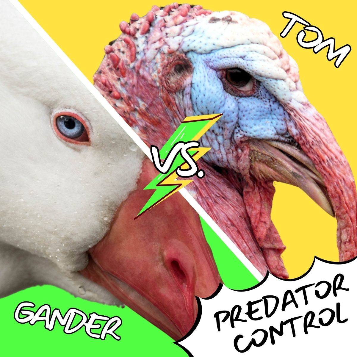 comic style image of a turkey and goose, with the caption "tom vs. gander, predator control"