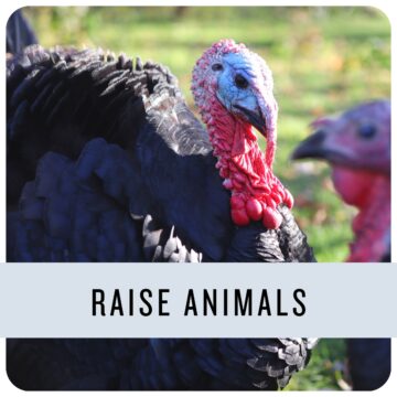 large male turkey. Text: Raise animals.