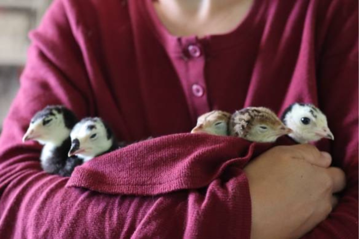 5 baby turkey poults held in a person's arms