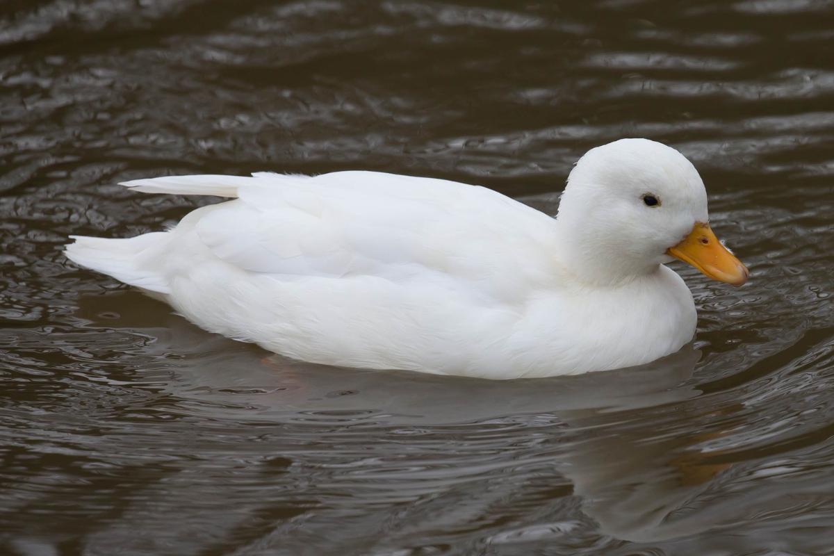 white call duck swimming on a pond