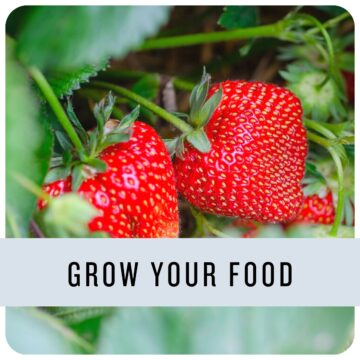 strawberries. Text: Grow your food.