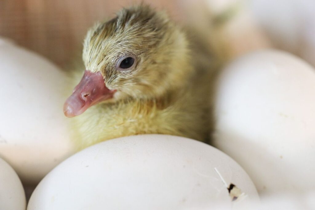 gosling and egg in incubator