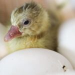 fluffy gosling