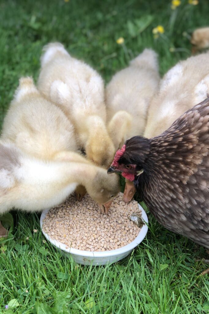 a gray chicken and five goslings eat together from a bowl