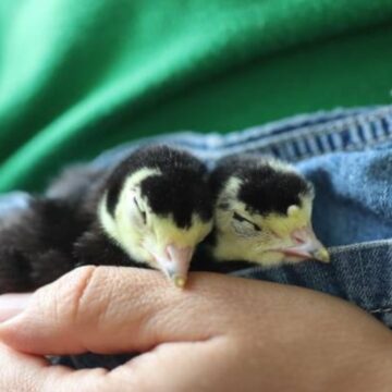 two yellow and black baby turkey poults