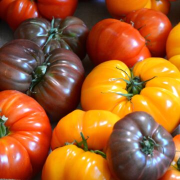 many tomatoes of different colors