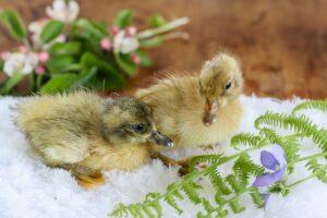 How Long Does it Take For Duck Eggs to Hatch? - Salt in my Coffee
