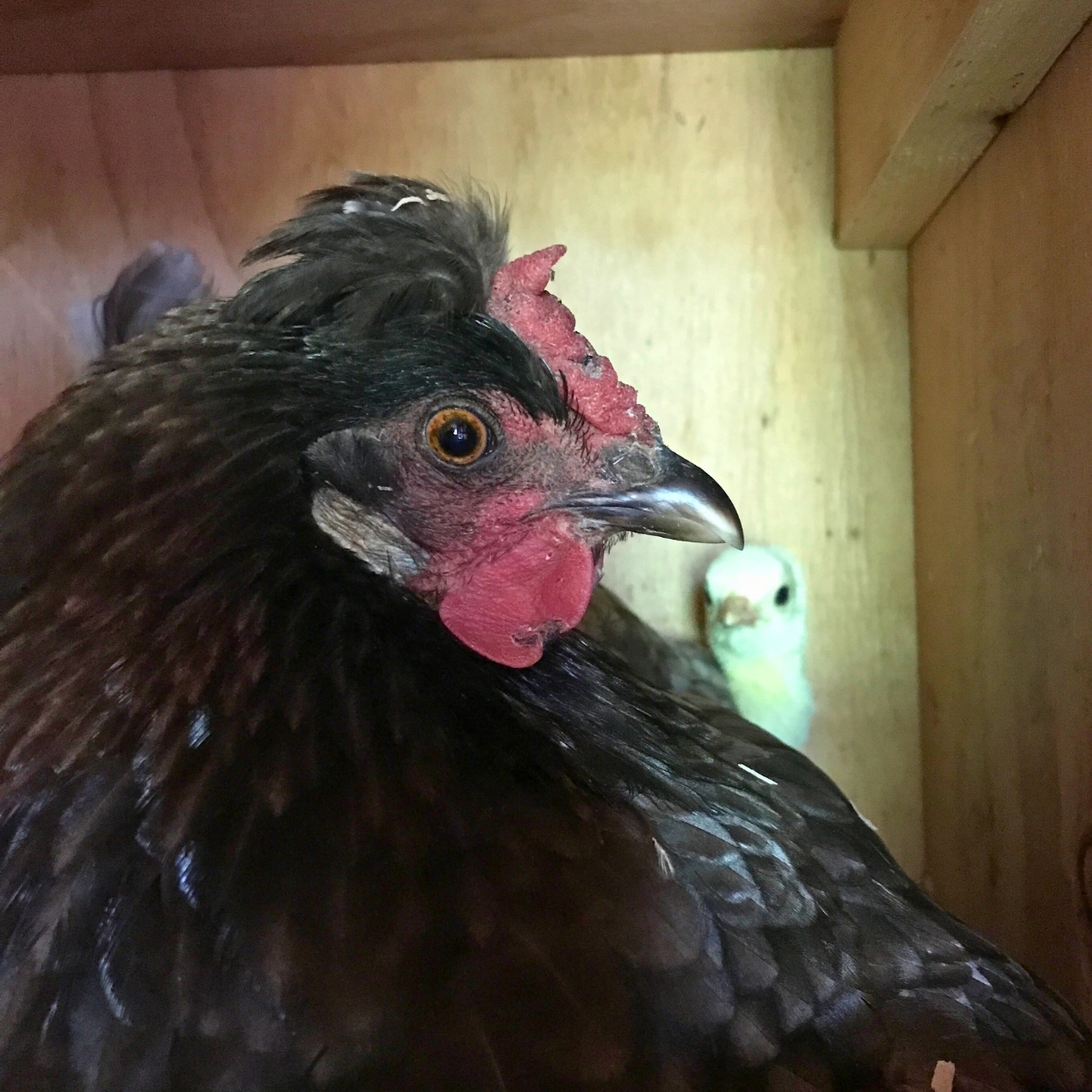 Mother chicken hen with baby turkey
