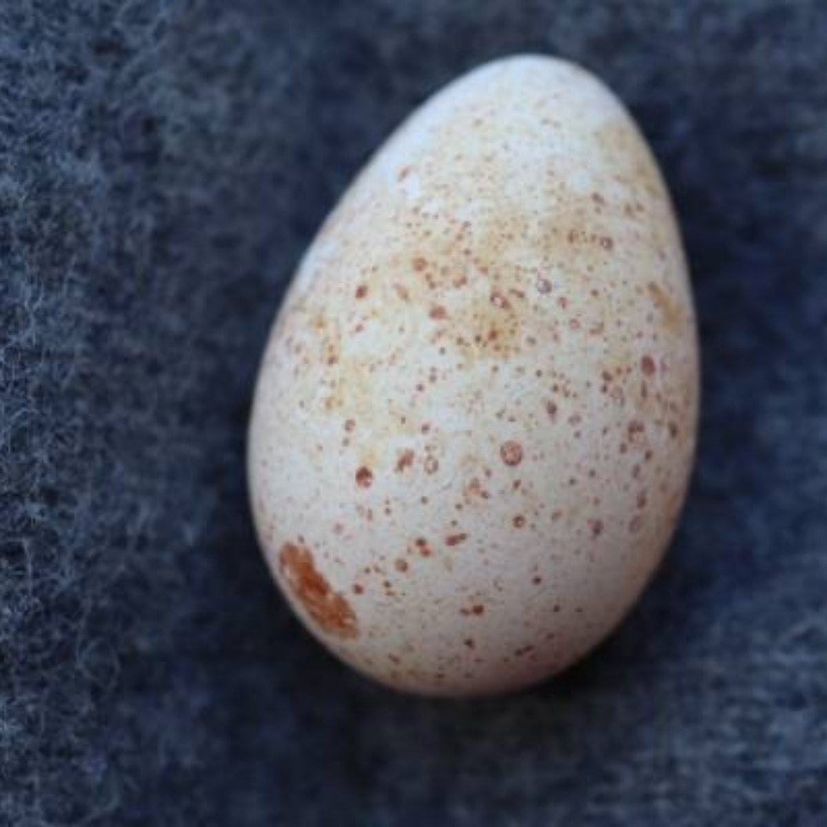 a turkey egg on a gray background