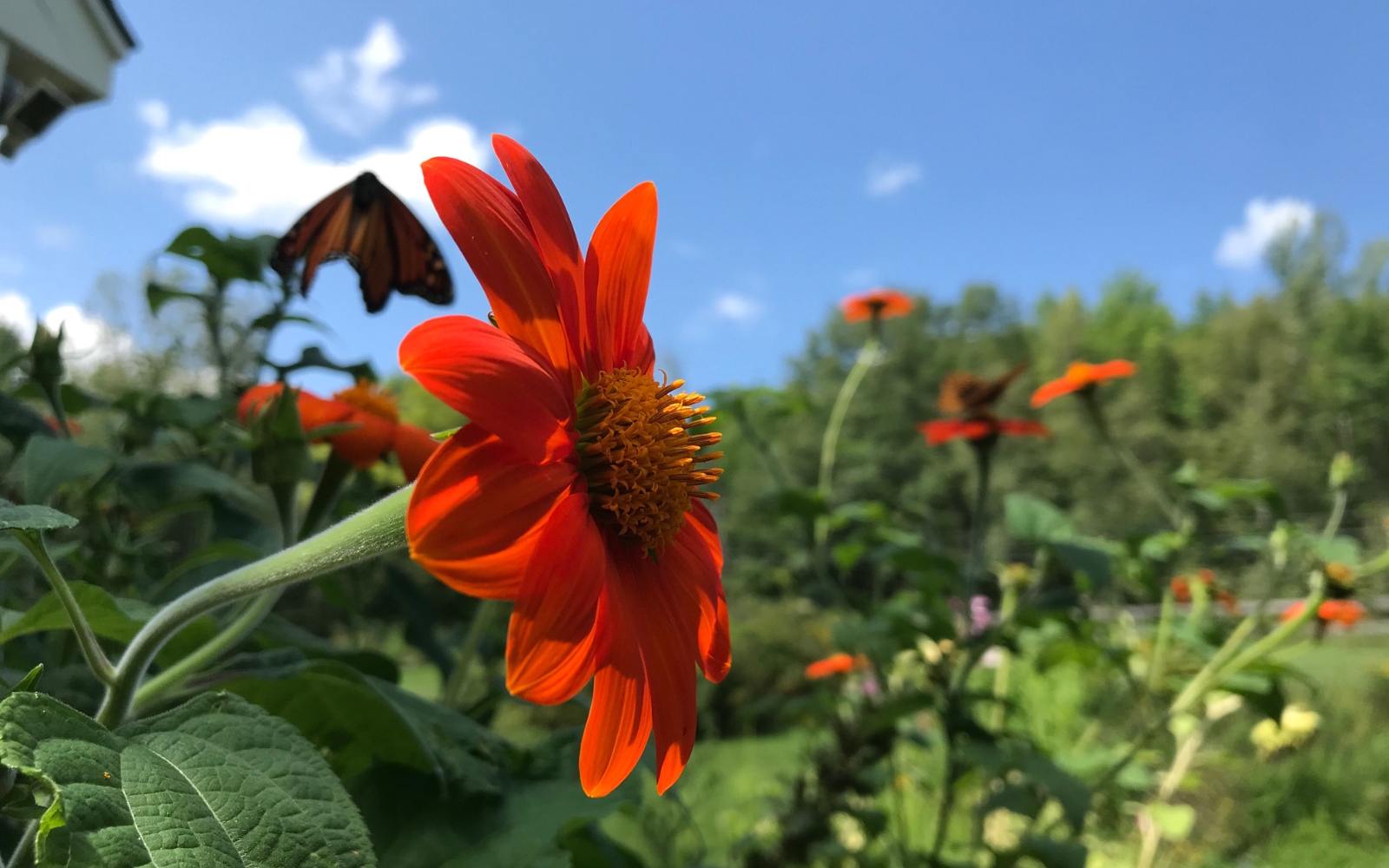 red mexican sunflower