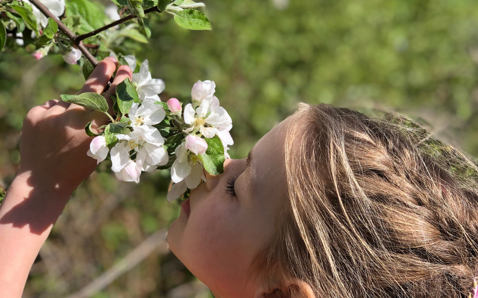 little girl sniffing a branch of apple blossoms
