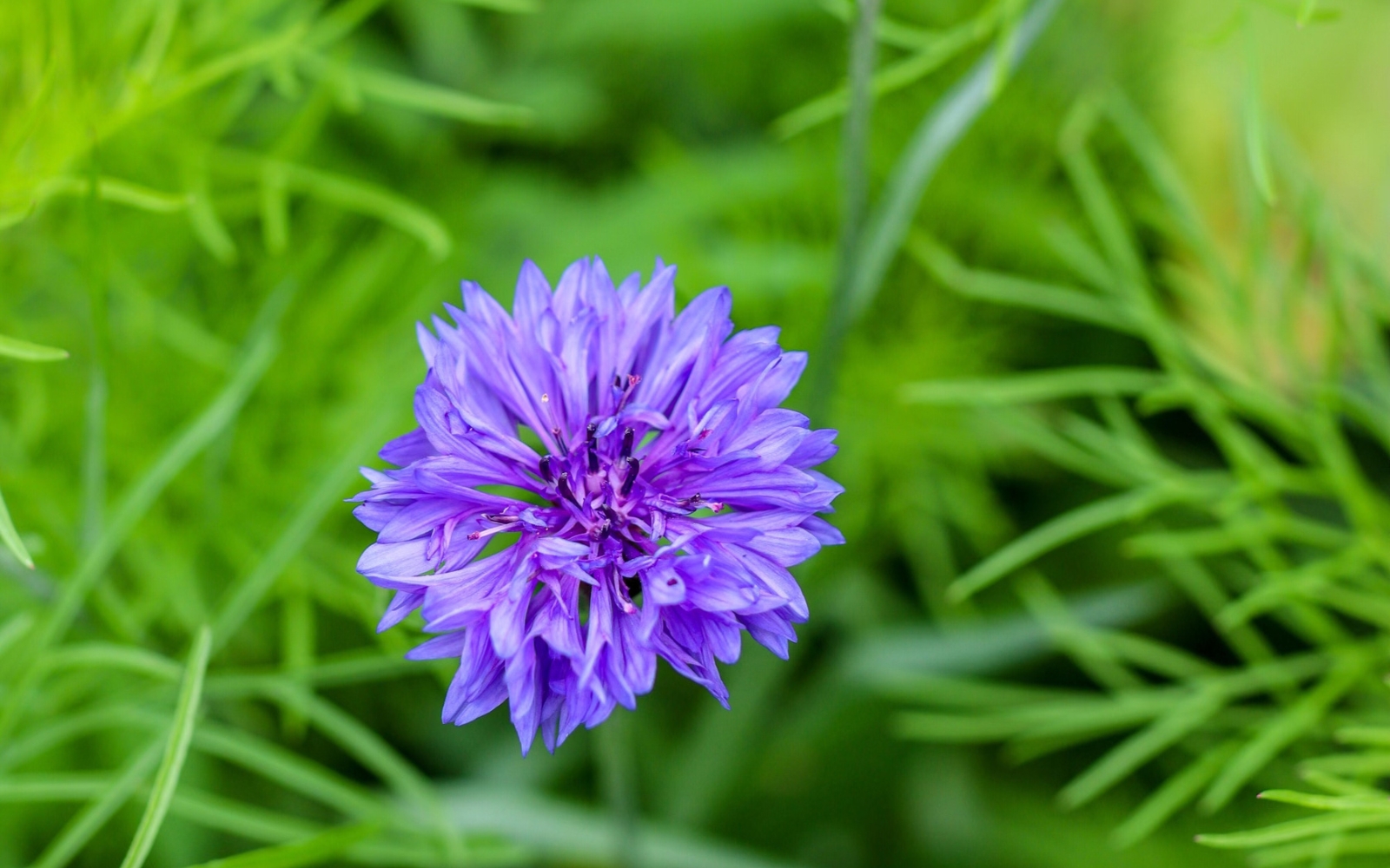 a purple cornflower surrounded by foliage