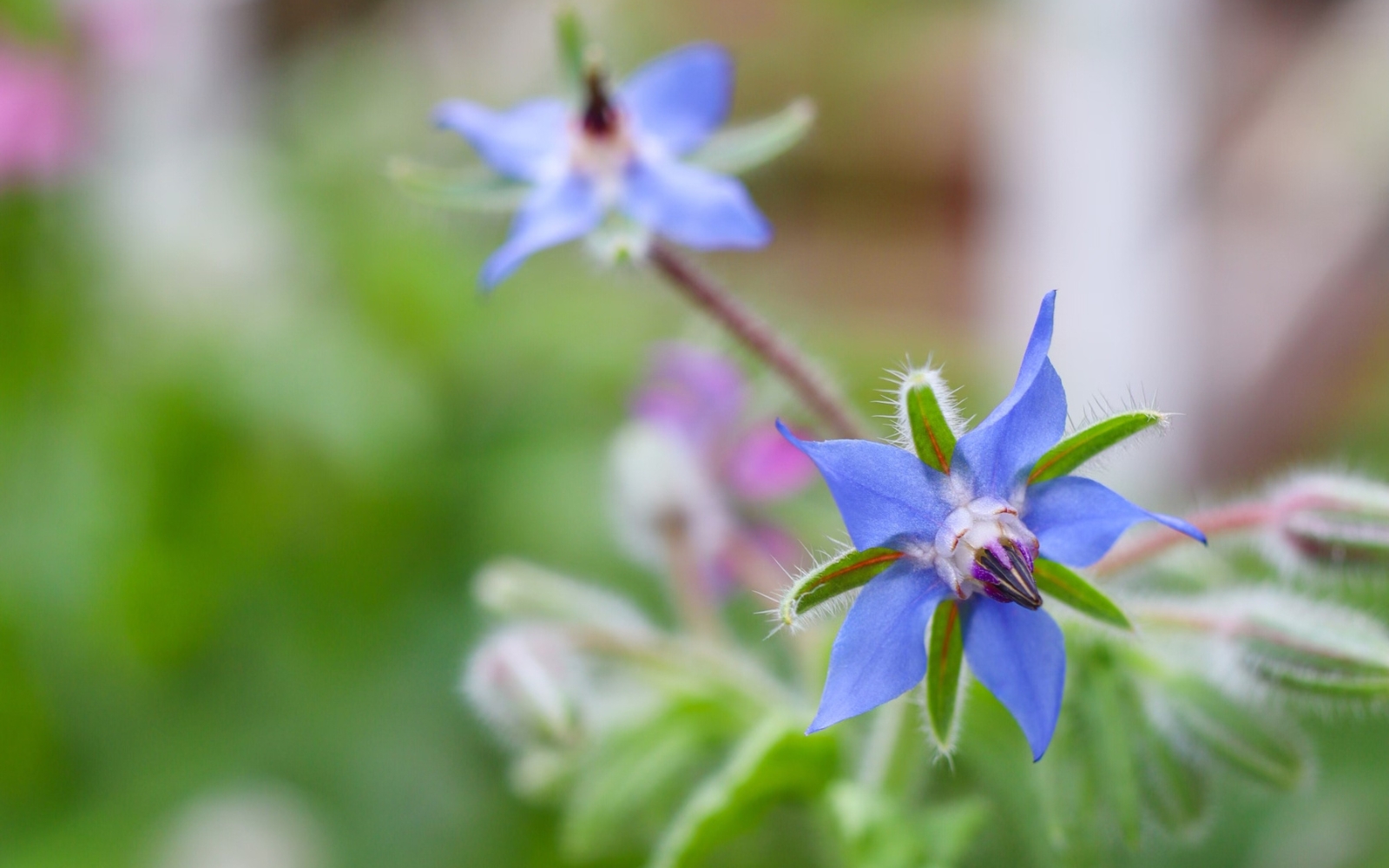 blue borage blossoms