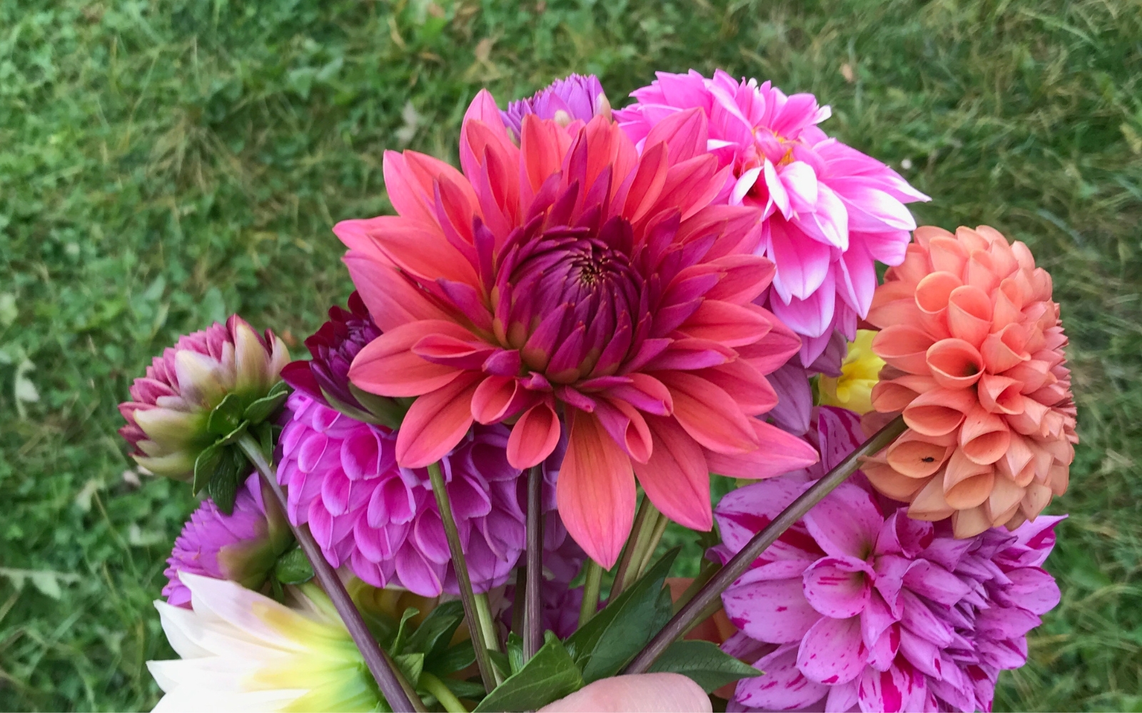 bouquet of dahlias held in a hand