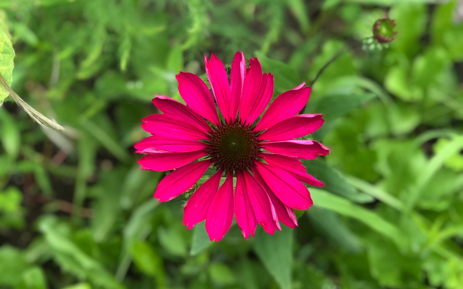 a pink echinacea blossom