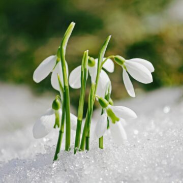 bunch of snowdrops in the snow