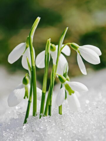 bunch of snowdrops in the snow