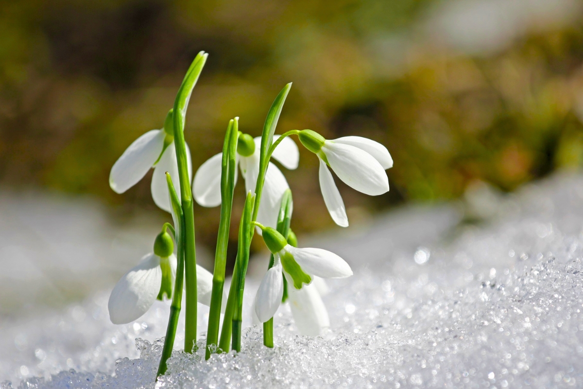 bunch of snowdrop blossoms in the snow