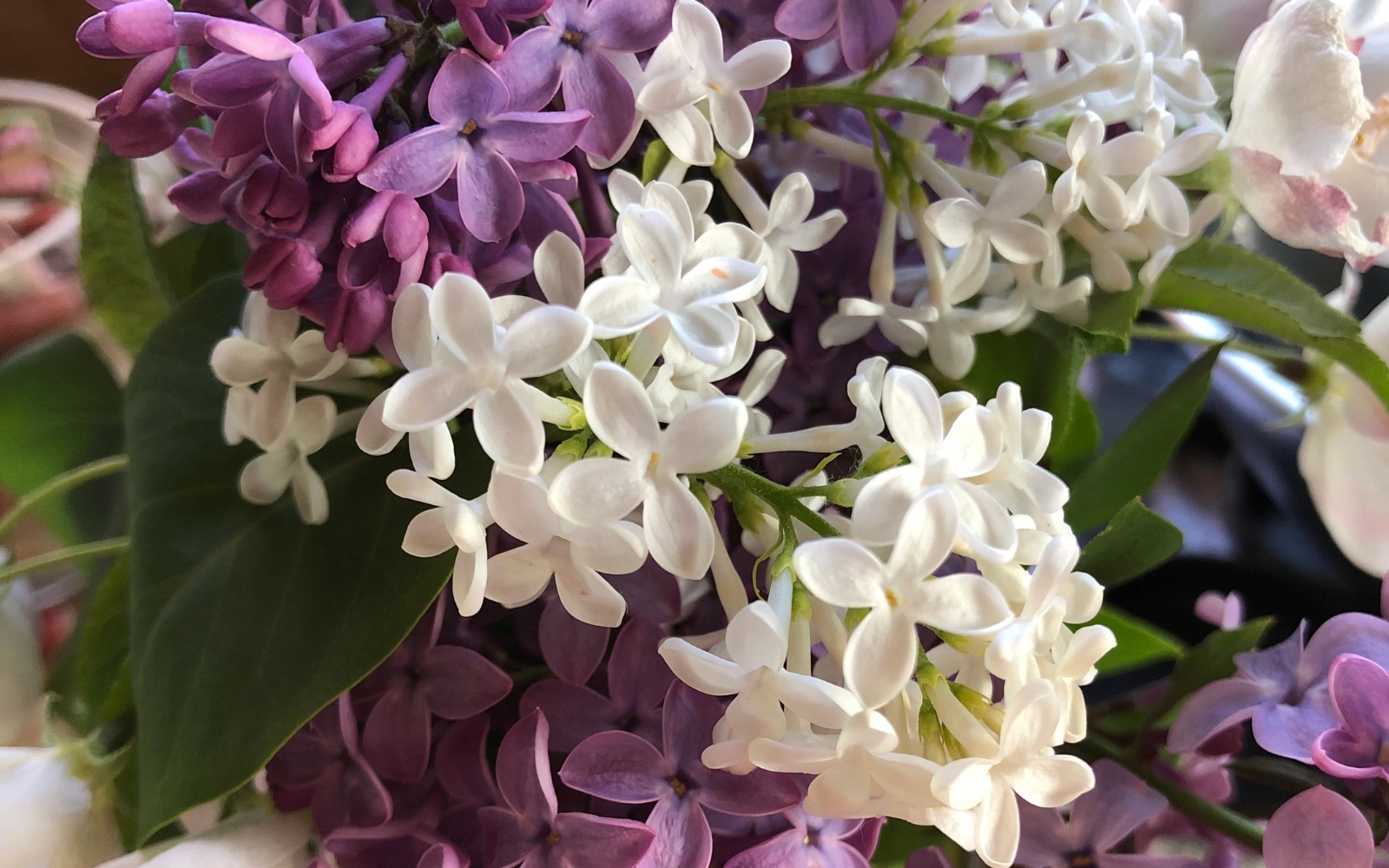 white and purple lilacs