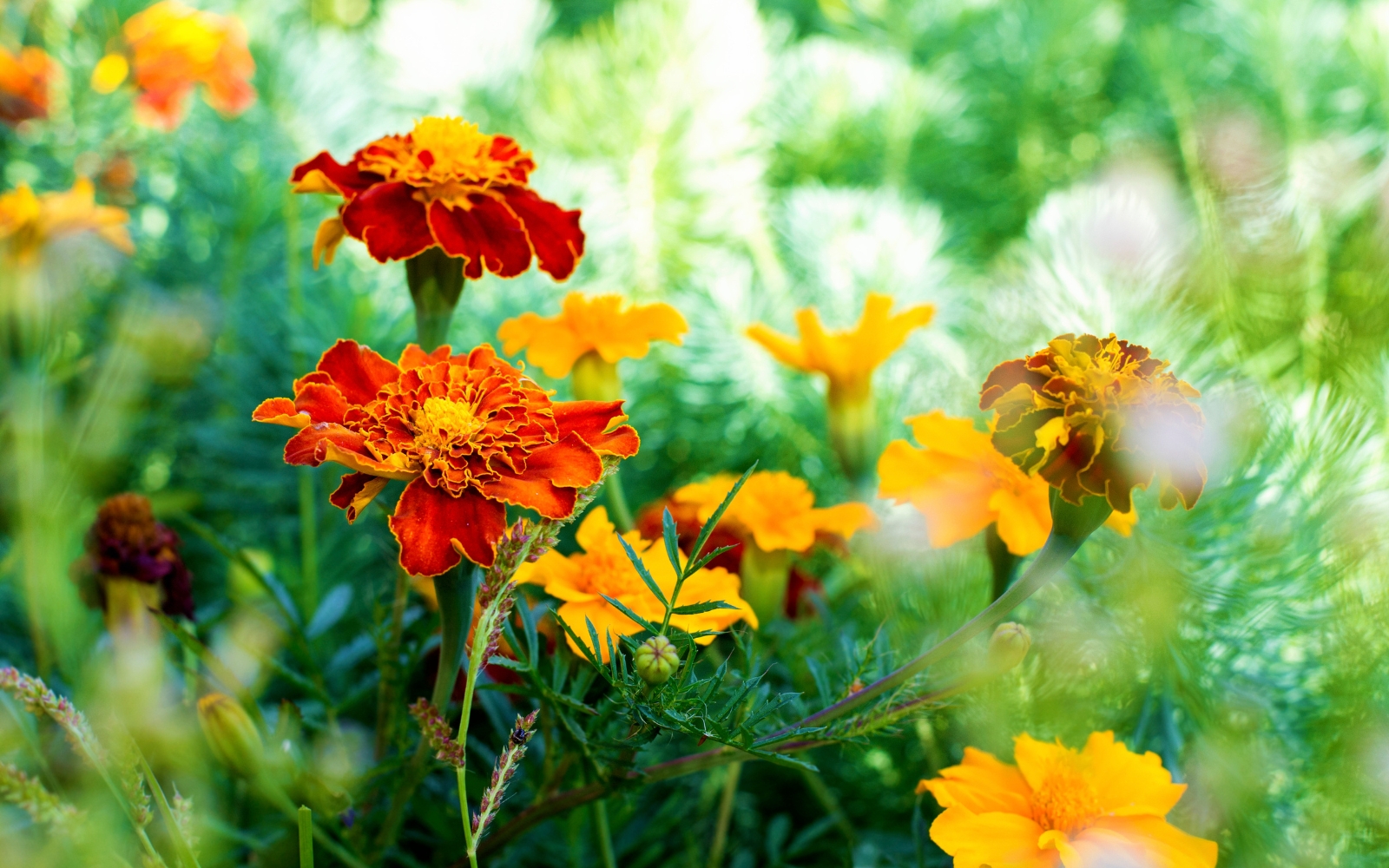 red and yellow marigolds