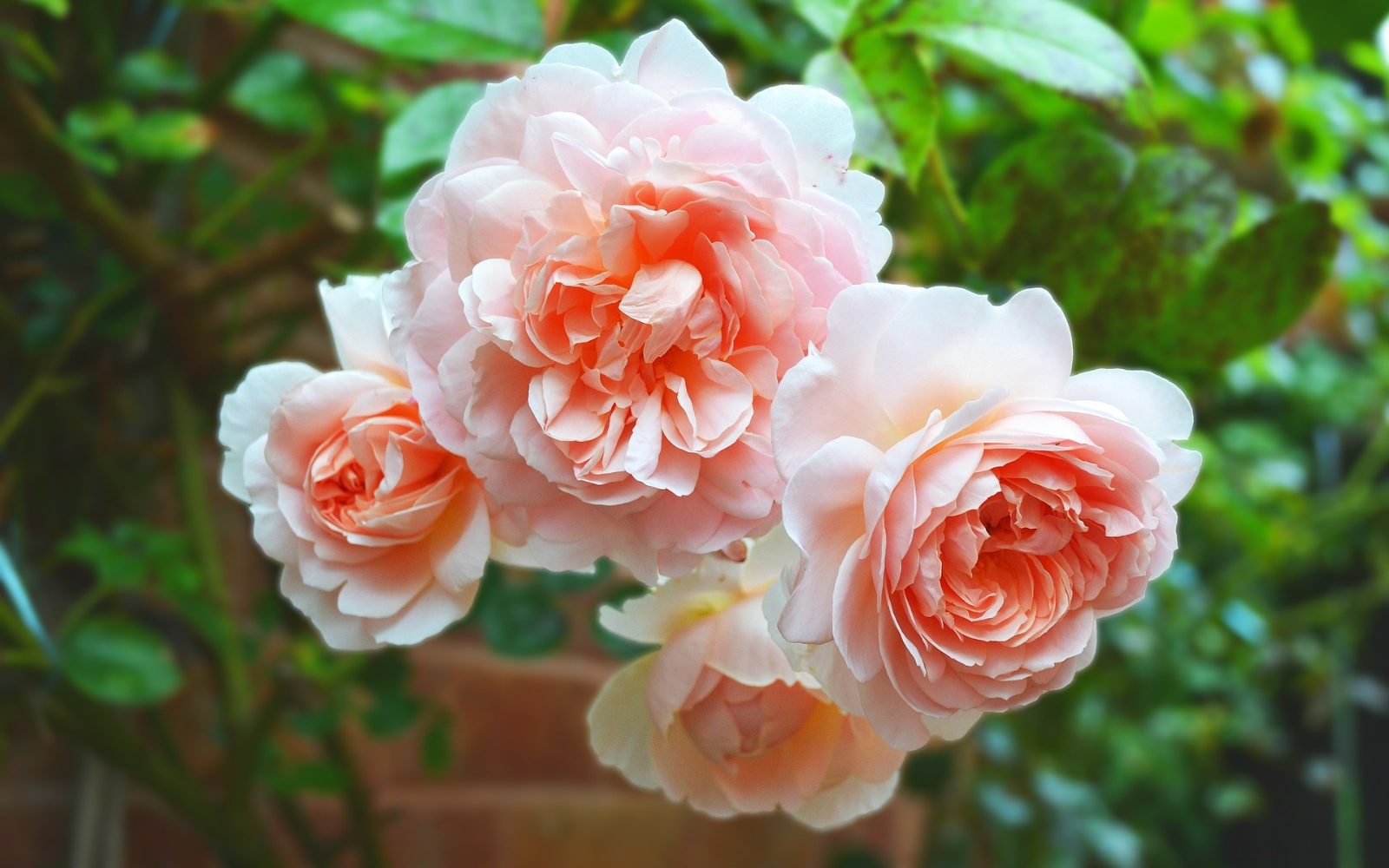 bunch of peach colored roses