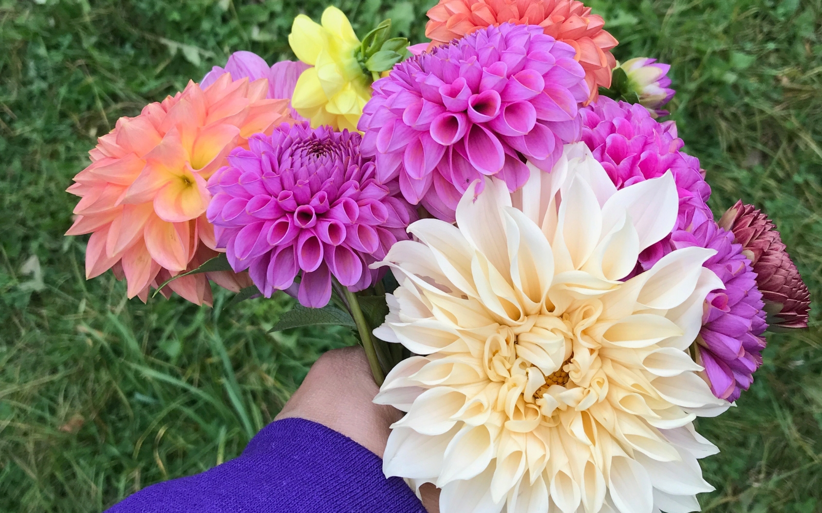a bouquet of dahlias in many colors
