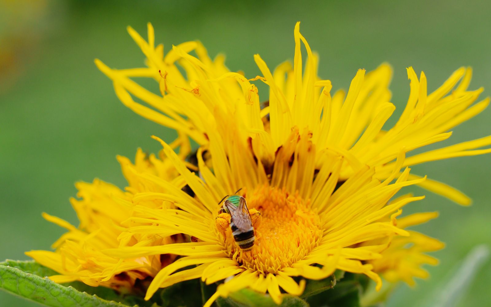 elecampane with a green sweat bee on it