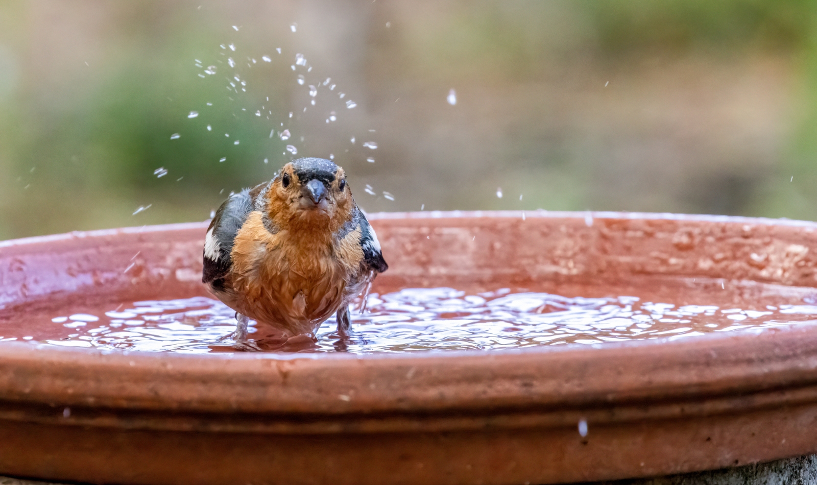 a bird bath
