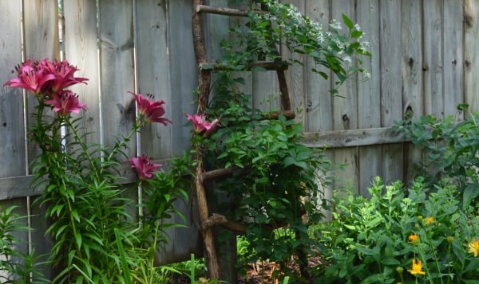 a branch ladder