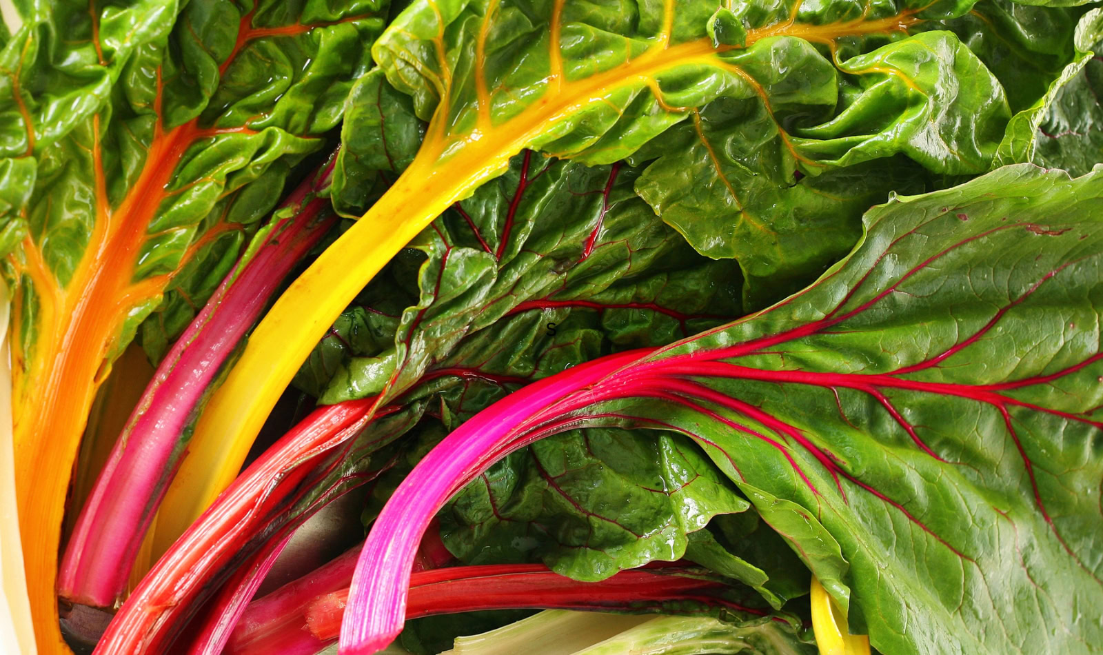 brightly colored chard