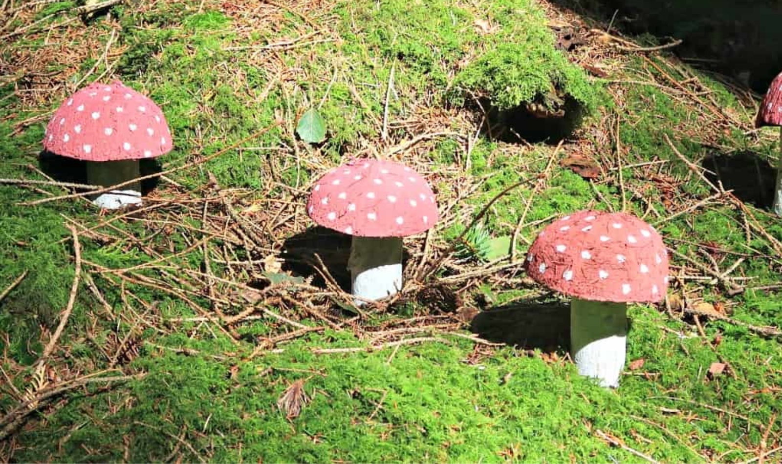 fairy toadstools in a garden