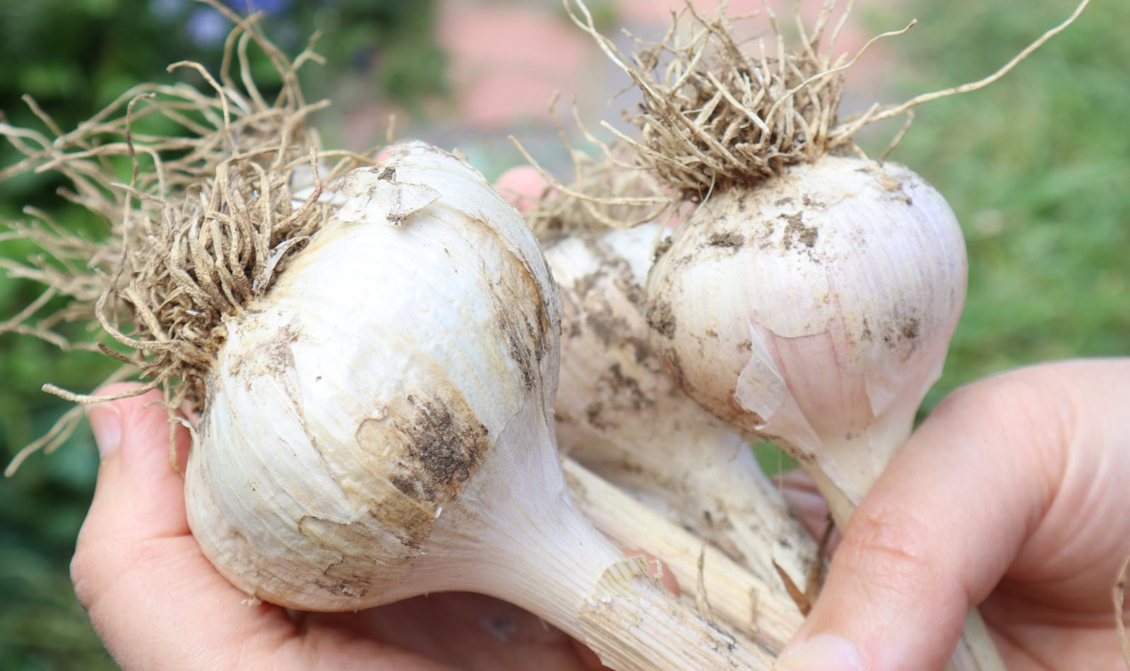 hands holding large bunch of garlic bulbs