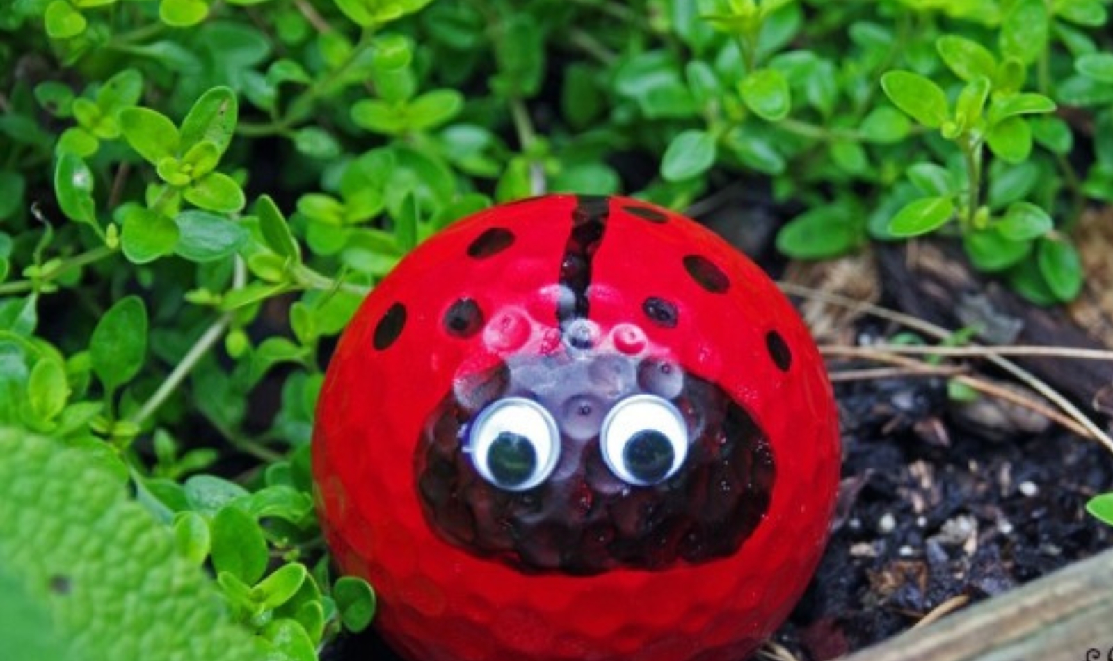 golf ball lady bug