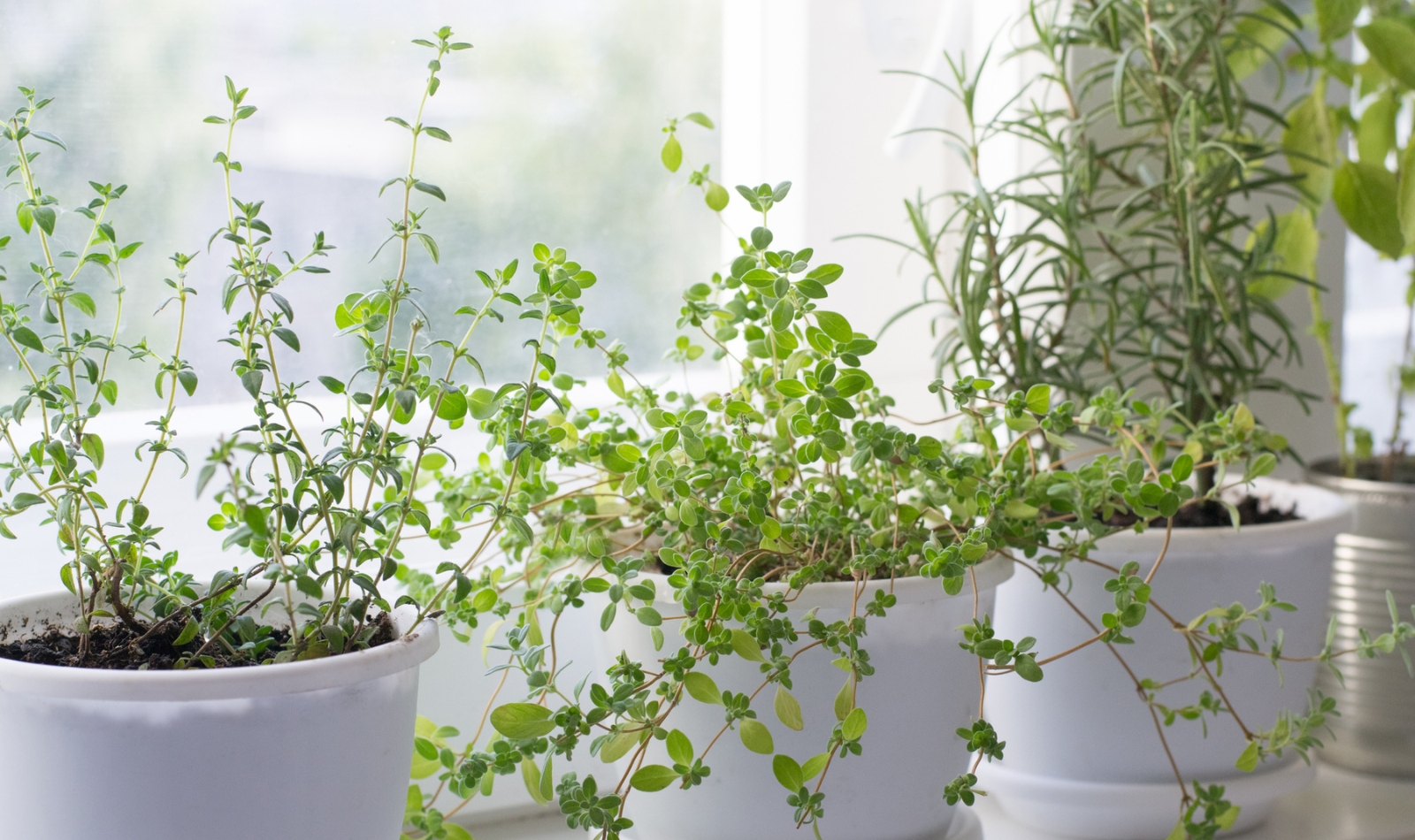 herbs in white pots on a windowsill
