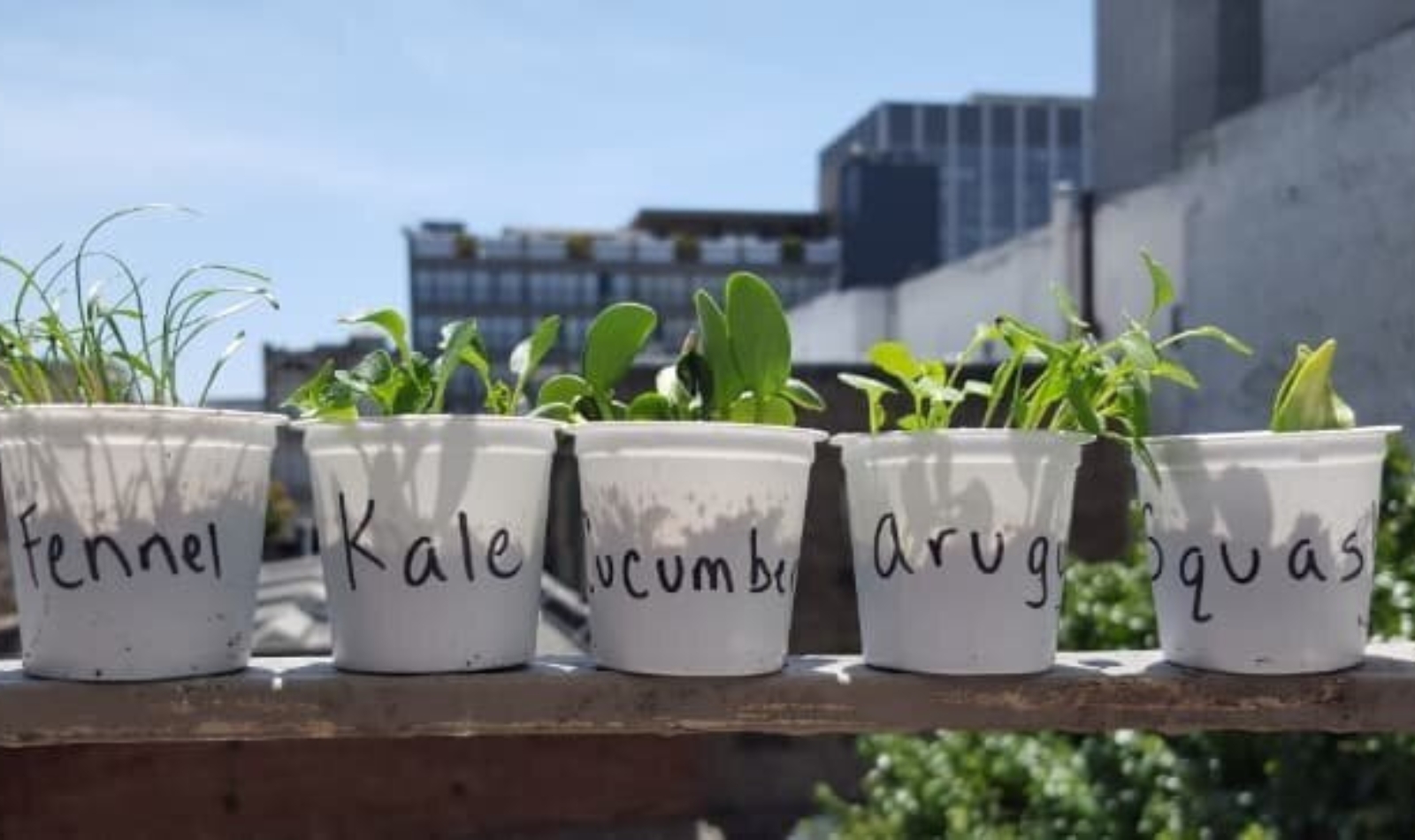 k cups with seedlings