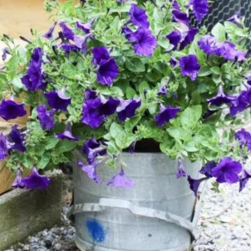 a mop bucket planted with flowers