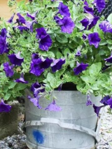 a mop bucket planted with flowers