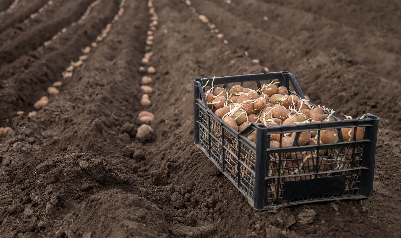 bin of potatoes in plowed field waiting to be planted
