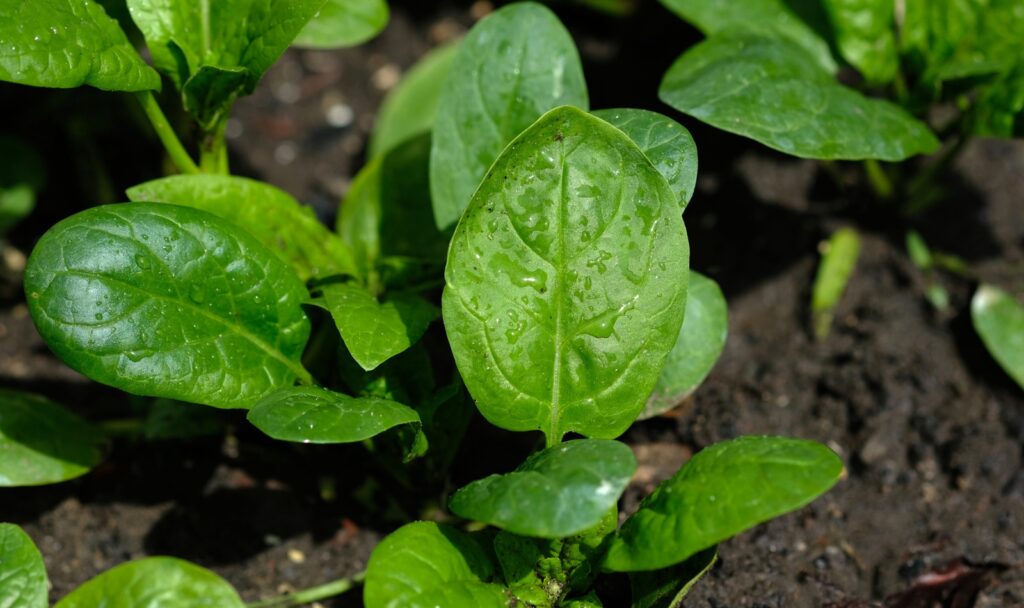 spinach growing in the garden
