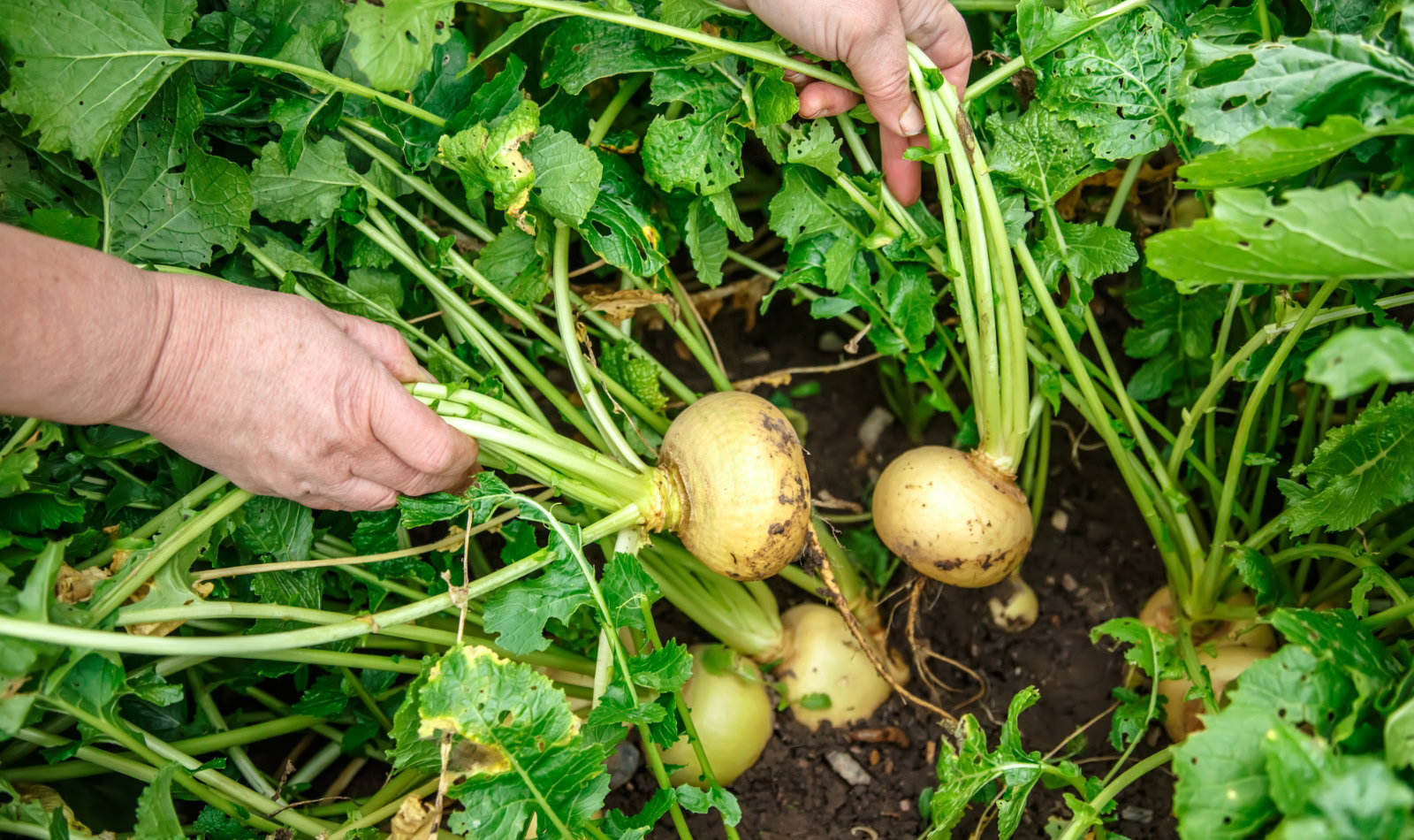 turnips in the garden