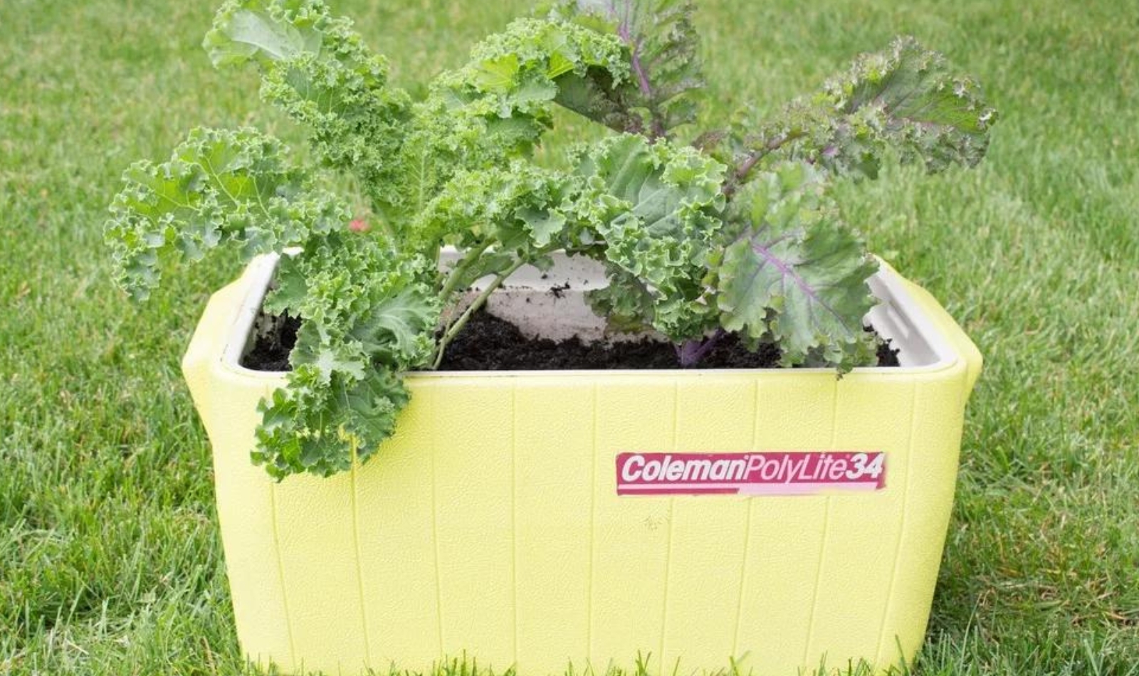 a cooler turned into a planter