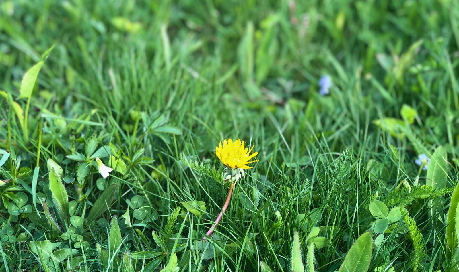 dandelion in a green lawn